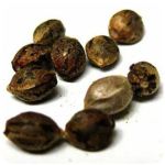 Семена марихуаны АК-47  (Seeds AK-47) в Балашове 